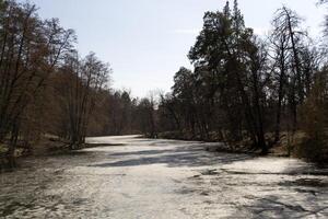 lente boslandschap. foto