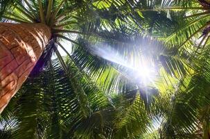 tropisch palm bomen in de zonlicht in de Maldiven. foto