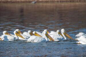 wit pelikanen zwemmen foto