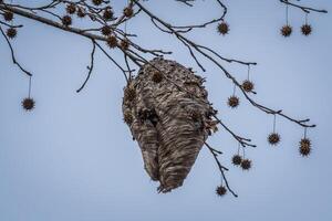 bijenkorf hangende van boom takken foto