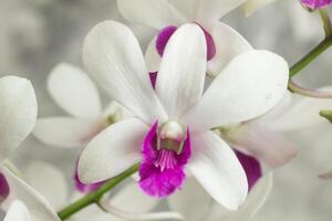 detailopname, wit dendrobium orchidee bloem, sier- plant, grijs abstract geïsoleerd foto