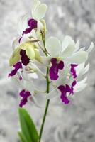 Purper wit dendrobium orchidee, tropisch orchidee bloem abstract grijs achtergrond, potrait foto
