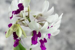 selectief focus wit dendrobium orchidee bloem, kamerplant, geïsoleerd grijs abstract foto