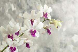 dendrobium pompadour, orchidee bloem, sier- plant, grijs borstel abstract achtergrond foto