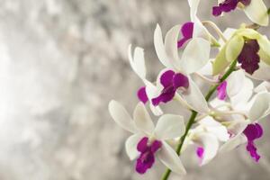 negatief ruimte, dendrobium pompadour, orchidee bloem, sier- plant, grijs borstel abstract achtergrond foto