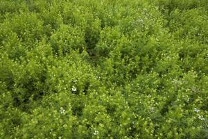 bloeiend wit nigella sativa bloemen in de veld. top visie structuur achtergrond foto