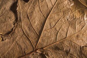 herfst essence, macro dichtbij omhoog van droog bruin bladeren textuur, perfect voor achtergrond en nog steeds leven foto