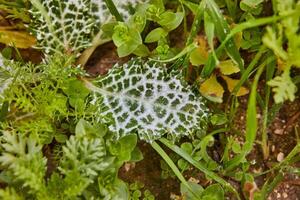 macro fotografie dichtbij omhoog van een terrestrisch fabriek blad met wit vlekken foto