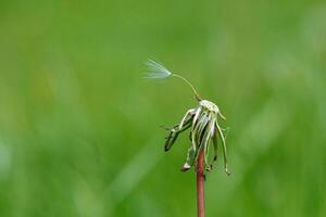 paardebloem Aan een achtergrond van groen gras foto