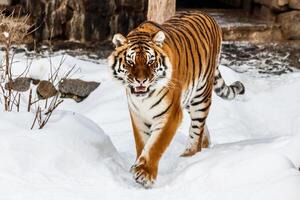 mooi panthera Tigris Aan een besneeuwd weg foto