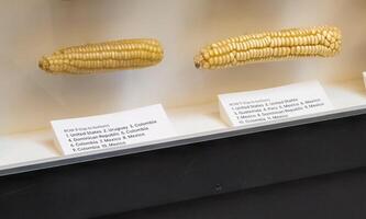 Washington, gelijkstroom, Verenigde Staten van Amerika - 12.16.2023 maïs Scherm in de botanisch tuin foto