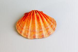 detailopname van een oceaan schelp van een zee schulp of pectinidae Aan een wit achtergrond foto