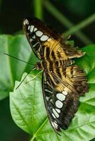 macro mooi vlinder parthenos sylvia foto