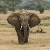 ai gegenereerd olifant in dieren in het wild foto