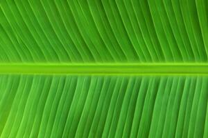 groen banaan blad structuur voor artistiek ontwerp foto