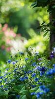 ai gegenereerd levendig blauw korenbloemen bloeiend in een weelderig tuin gedurende lente foto