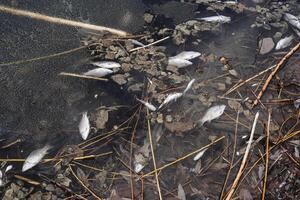vis ging dood vergiftiging vijver vuil water Chemicaliën in de rivier, milieu ramp, planeet overlijdt, fauna overlijdt. foto
