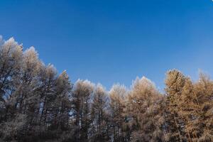 een winter Woud tegen een blauw lucht. verkoudheid weer in de ochtend, vorst vorst Aan de boom. foto