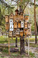 een reeks van handgemaakt houten vogelhuisjes, de timmerman gemonteerd vogel huizen Aan de boom. foto