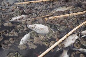 ecologisch ramp van de dood van vis in de reservoir, verontreiniging van water met Chemicaliën, dood crucian karper detailopname, een dood meer, lijken van vis. foto