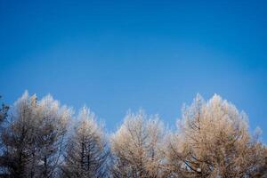 vorst Aan de boomtoppen zonnig weer vroeg in de ochtend. blauw lucht bovenstaand de Woud. een verkoudheid winter bevroor Kerstmis bomen. foto