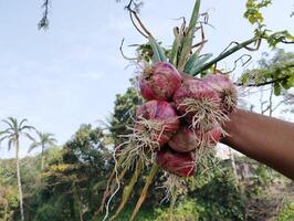 boer hand- Holding rood ui in de veld- platteland van Bangladesh foto