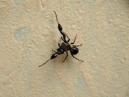 macro schot jumping spin harmonichirus brachiatus Aan een muur foto