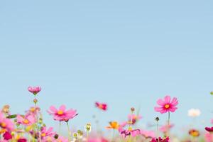 kleurrijk bloemen in voorjaar achtergrond foto