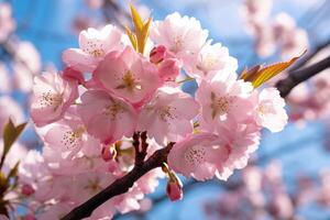 ai gegenereerd roze kers bloesems onder blauw lucht, voorjaar bloemen achtergrond. foto