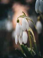 sneeuwklokjes in de tuin foto