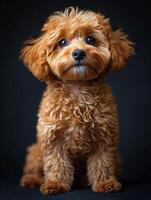 ai gegenereerd schattig speelgoed- poedel puppy is zittend Aan zwart achtergrond en op zoek Bij de camera foto