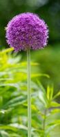 reusachtig ui, allium gigantisch foto