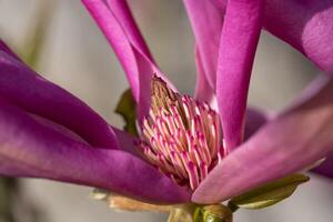 tulp magnolia, magnolia liliiflora foto