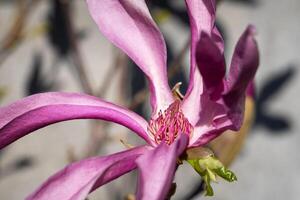 tulp magnolia, magnolia liliiflora foto