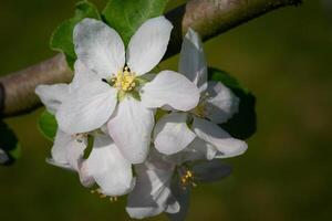 gemeenschappelijk Peer, pyrus domestica foto