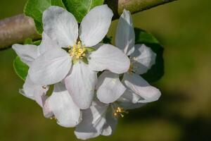 gemeenschappelijk Peer, pyrus domestica foto