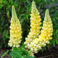 tuin wolvin, lupinus polyphyllus foto