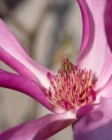 tulp magnolia, magnolia liliiflora foto