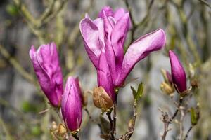 tulp magnolia, magnolia liliiflora foto