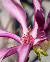 tulp magnolia, magnolia liliiflora foto