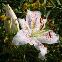 Aziatisch lelie, lilium Aziatisch foto