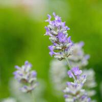 gemeenschappelijk lavendel, lavandula angustifolia foto