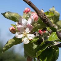 appel boom, malus domestica foto