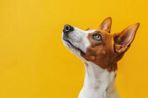 ai gegenereerd basenji hond Aan een helder geel achtergrond met kopiëren ruimte foto