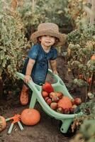 meisje oogsten Bijsnijden van groenten en fruit en zet het in tuin kruiwagen. herfst concept foto