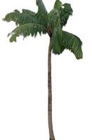 palmboom op wit wordt geïsoleerd foto