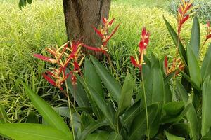 een ochtend- visie van vers rood bloem foto