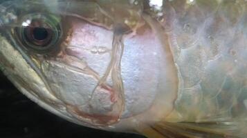 focus foto van verbazingwekkend wit arwana vis oog.