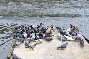 duif aan het eten voedsel Aan beton vloer. foto