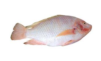 vers robijn vis met rood kleur geïsoleerd Aan wit achtergrond met knipsel pad. foto